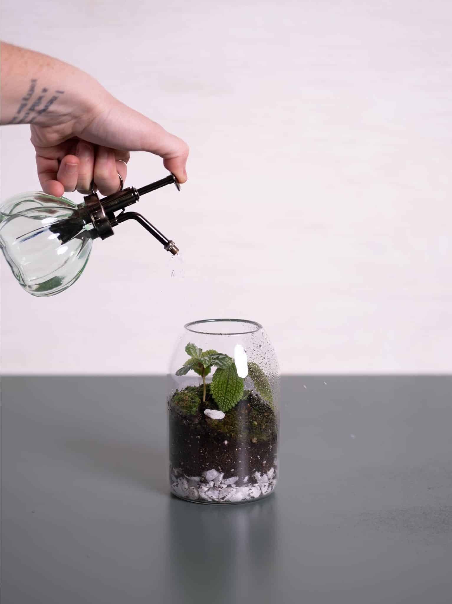 Terrarium Lids: How to Find Glass, Cork & Custom Options