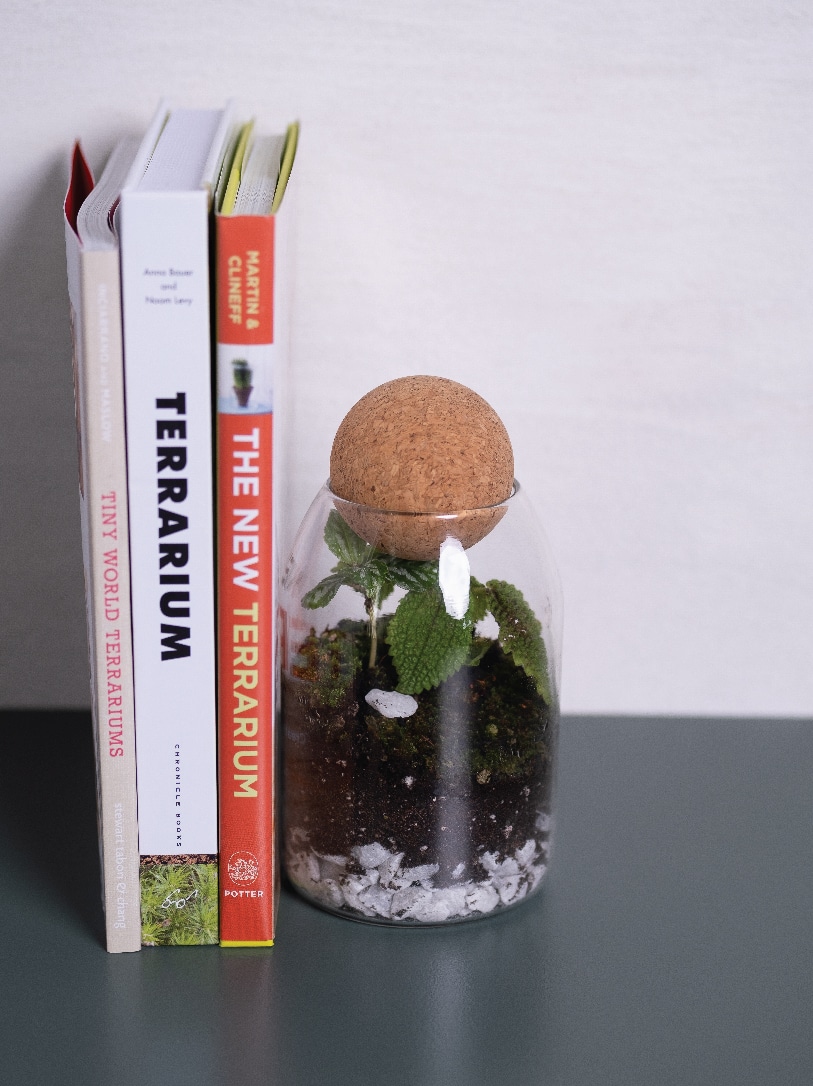 Large Glass Domed Terrarium with Cork Lid, Terrarium Kit with Plants – The  Art of Succulents